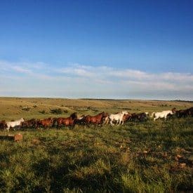 Wranglers category production guide crew